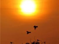 归鸟醉霞光 生态画卷美