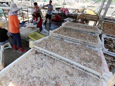 浑身是宝“金贵”海蜇里子60元一斤 远近闻名的黄山海蜇形成一套完整产业链 搭上互联网顺风车走向全国各地