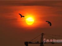 归鸟醉霞光 生态画卷美