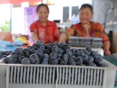 即墨：百亩蓝莓成熟忙采摘 农民增收 