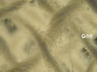 毫丝尽显 美妙无比 这是显微镜下的世界丨观海视觉