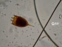 毫丝尽显 美妙无比 这是显微镜下的世界丨观海视觉