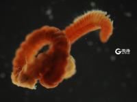 毫丝尽显 美妙无比 这是显微镜下的世界丨观海视觉