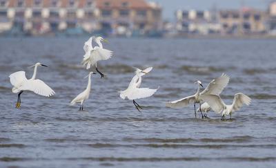 快看！一行白鹭上青天