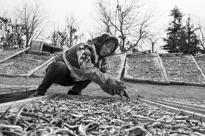 我们平常吃的鱼干 是这么晒出来的