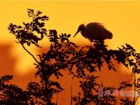 归鸟醉霞光 生态画卷美