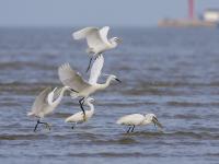 快看！一行白鹭上青天