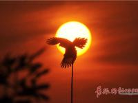 归鸟醉霞光 生态画卷美