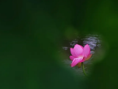 新华社点赞“李村荷”！风含翠篠娟娟净，雨裛红蕖冉冉香 