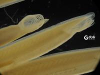 毫丝尽显 美妙无比 这是显微镜下的世界丨观海视觉