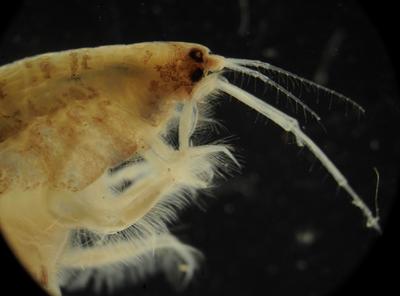 毫丝尽显 美妙无比 这是显微镜下的世界丨观海视觉