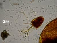 毫丝尽显 美妙无比 这是显微镜下的世界丨观海视觉