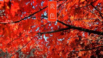 色彩诗意又多情 国色青岛真是太香了（2）