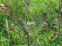 青岛发现震旦雅雀 被誉为鸟中大熊猫 