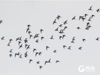 青岛：“海鸥之乡”候鸟归