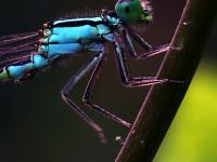 一起看大千世界里的多彩小生命