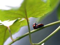 一起看大千世界里的多彩小生命