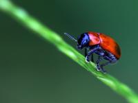 一起看大千世界里的多彩小生命