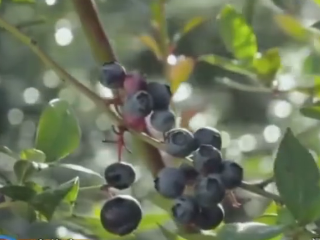 西海岸新区：蓝莓年产值10.5亿元，相约“蓝”朋友，享受夏季“莓”好时光