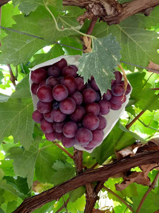 大泽山葡萄节，这些葡萄品种不容错过