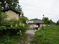 金刺梨生金  贫困村变身别墅村