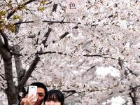 色彩诗意又多情 国色青岛真是太香了（2）