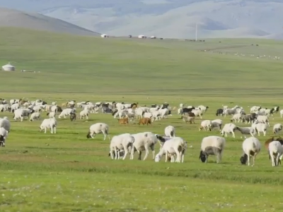 听说三万只小肥羊要来了！先到蒙古国牧场实地看羊，瞅瞅羊羊们怎么样了