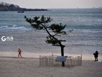 一浴的“树坚强” 陪你看过春夏与秋冬