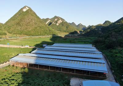 有了青岛帮扶资金 关岭牛核心种牛场 牛壮草茂人致富