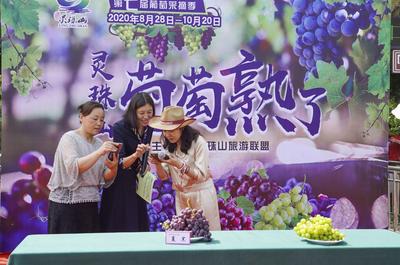 甜蜜开启，灵珠山葡萄正式进入采摘季。