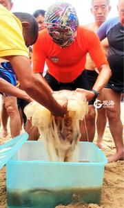 义务除蜇人 海水浴场游泳人的“保护者”