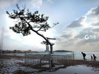 一浴的“树坚强” 陪你看过春夏与秋冬