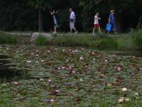 中山公园：雨中莲花分外艳