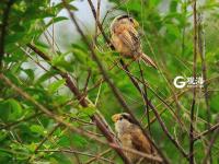 青岛发现震旦雅雀 被誉为鸟中大熊猫 