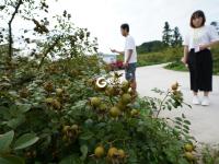 金刺梨生金  贫困村变身别墅村