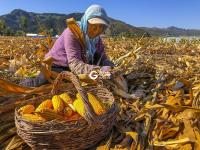 稻香秫熟暮秋天，阡陌纵横万亩连