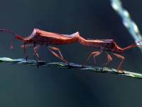 一起看大千世界里的多彩小生命