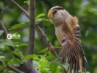 青岛发现震旦雅雀 被誉为鸟中大熊猫 