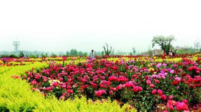 瞰青岛周刊：七夕共赴玫瑰之约，3000亩玫瑰园等你来……