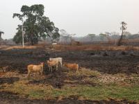 巴西大火肆虐世界最大湿地