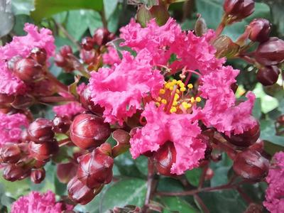 紫薇盛开 马山公园迎来“百日红”