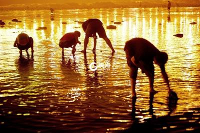 蛤喇“一挖一麻袋” 栈桥夜赶海拾趣多