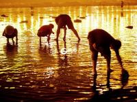 蛤喇“一挖一麻袋” 栈桥夜赶海拾趣多