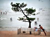 一浴的“树坚强” 陪你看过春夏与秋冬