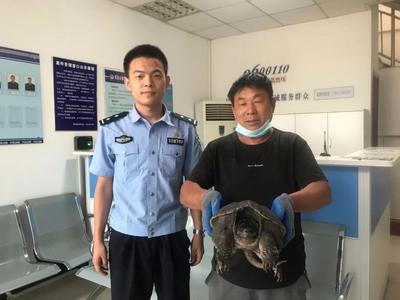 可别放生外来物种！城阳市民捡到蛇鳄龟