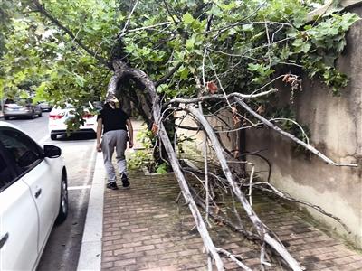 现场回访 |背街小巷阻路树，谁来管？