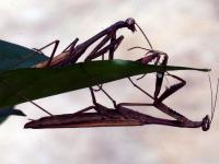 一起看大千世界里的多彩小生命