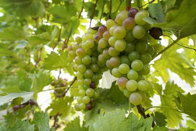 甜蜜开启，灵珠山葡萄正式进入采摘季。