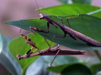 一起看大千世界里的多彩小生命