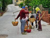 稻香秫熟暮秋天，阡陌纵横万亩连